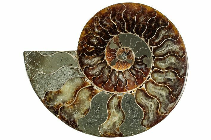 Cut & Polished Ammonite Fossil (Half) - Madagascar #317926